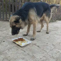 سگ ژرمن پیداشده|حیوانات|پیشوا, |دیوار