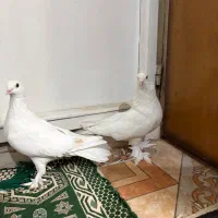 خروس و کفتر نقش و پرشی|پرنده|یزد, |دیوار