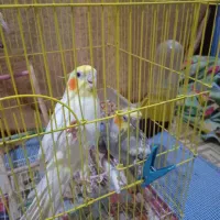 عروس هلندی نر وماده تخم گذار