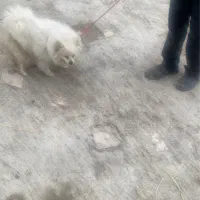 سگ باهوش ‌حرف گوش کن تعویض با جوجه بوقلمون یا مرغ