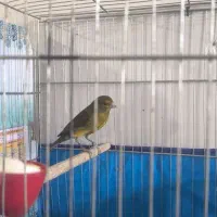 قناری|پرنده|ابریشم, |دیوار