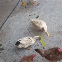بوقلمون و اردک