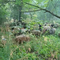 فروش بره طالقان