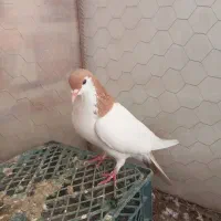 کبوتر یال زرد|پرنده|کوهبنان, |دیوار