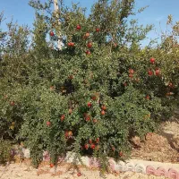 فروش انار