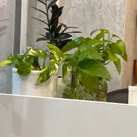 تک واحدی فول عاشوری