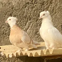 شازده زرد و سفید اراکی چشم سفید