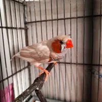 فنچ اروپایی کینگ|پرنده|رشت, لاکانی|دیوار