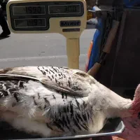 غاز|حیوانات مزرعه|رشت, فلسطین|دیوار