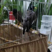 مینا سخنگو|پرنده|بومهن, |دیوار