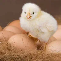 جوجه کشی از انواع تخم پرندگان