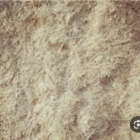 کاه گندم وجو