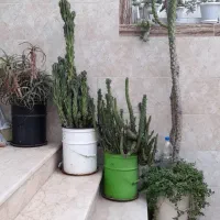 گل کاکتوس