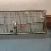 دوجفت عروس هلندی ۱۰۰درصد مولد