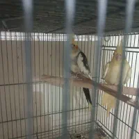 عروس هلندی
