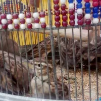 پرنده قناری|پرنده|بندرعباس, |دیوار