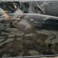 تلوزیون استار ست هوشمند آندروید