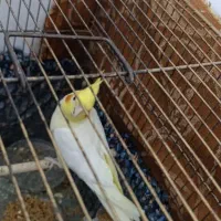 عروس هلندی نر|پرنده|اهواز, کوی مندلی(سه راه خرمشهر)|دیوار