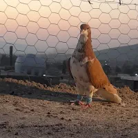 پرنده