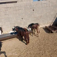 ‌چاق‌درجه‌یک