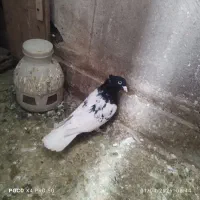 کله سیاه ماده 45سانتی