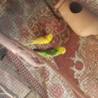 مرغ عشق|پرنده|خاش, |دیوار