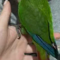 طوطی گرینچیک گمشده