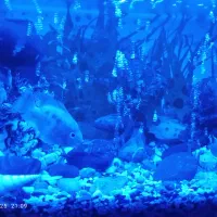 آکواریوم گوشت خوار