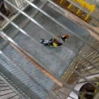 سهره جوجه قفس|پرنده|ری, جوانمرد قصاب|دیوار