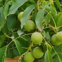 نهال گردو ی تویسرکان