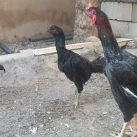 لاری|حیوانات مزرعه|پاکدشت, پاکدشت (مامازند)|دیوار