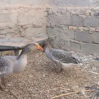 قاز|حیوانات مزرعه|کرباسک, |دیوار