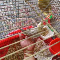 جهت معاوضه غیرازکبوتر کاملا دستی نروماده|پرنده|فلاورجان, |دیوار