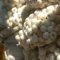 پیاز