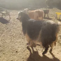 بز ابست فروشی|حیوانات مزرعه|نیمبلوک, |دیوار