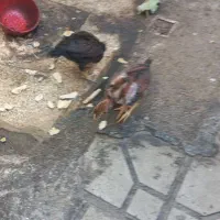 جوجه لاری|حیوانات مزرعه|شیراز, آزادگان|دیوار