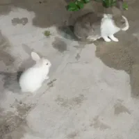 خرگوش نر و ماده|موش و خرگوش|کازرون, |دیوار