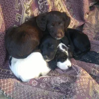 واگذاری بچه سگ