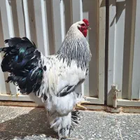 خروس برهما لایت میبد