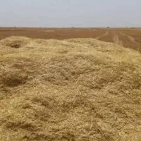 فروش کاه