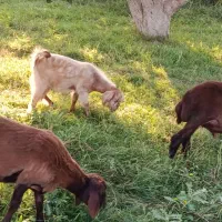 بز نر