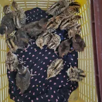جوجه امریکایی و پاکستانی