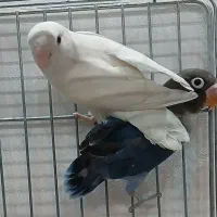 طوطی برزیلی عروس هلندی  گرینچیک