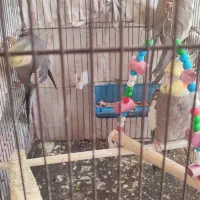 عروس هلندی|پرنده|خرمدره, |دیوار