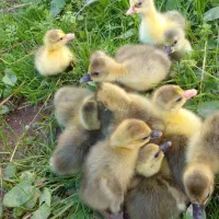 جوجه غاز و جوجه بوقلمون محلی مشکی