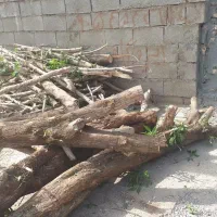هرس کاری بوریدن درخت