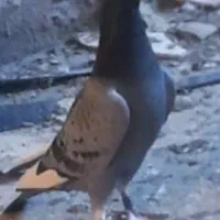 دوبر نر فراری