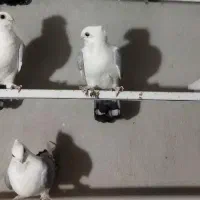 ی جفت کفتر|پرنده|نورآباد ممسنی, |دیوار