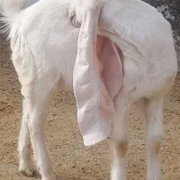 ناب نامبروان