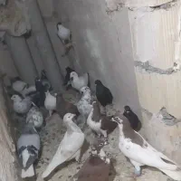 ۴۰یا۵۰تا کفتر بوم|پرنده|چناران, |دیوار